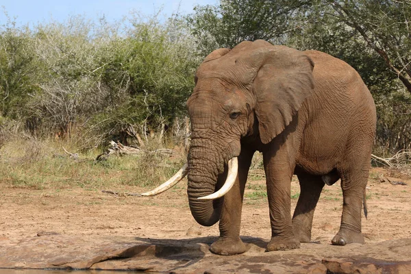 Afrikanischer Elefant African Elephant Loxodonta Africana — 스톡 사진