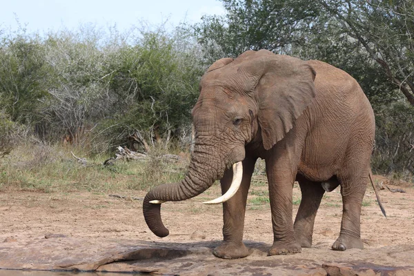 Африканский Слон Африканский Слон Loxodonta Africana — стоковое фото