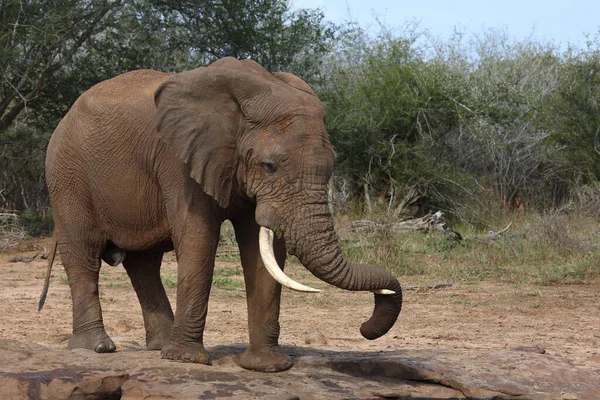 Afrikanischer Elefant African Elephant Loxodonta Africana — Stok fotoğraf