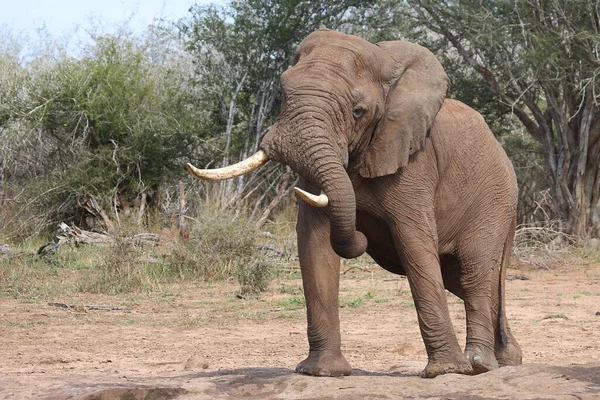 Африканский Слон Африканский Слон Loxodonta Africana — стоковое фото