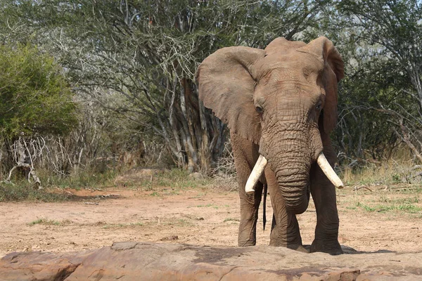 Afrikanischer Elefant African Elephant Loxodonta Africana — 스톡 사진