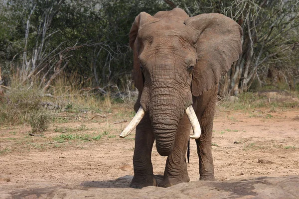 Африканский Слон Африканский Слон Loxodonta Africana — стоковое фото
