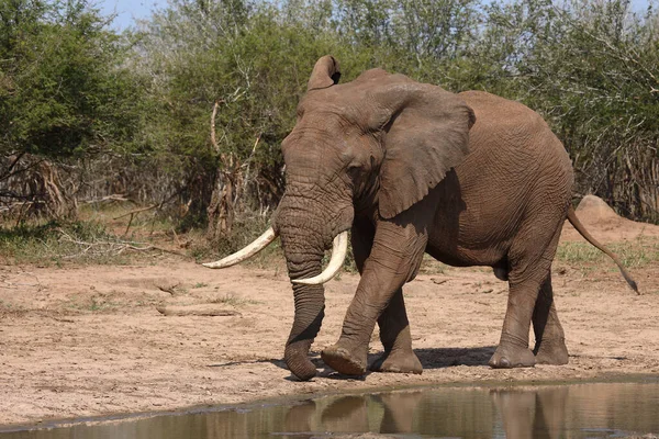 Afrikanischer Elefant African Elephant Loxodonta Africana — Foto de Stock