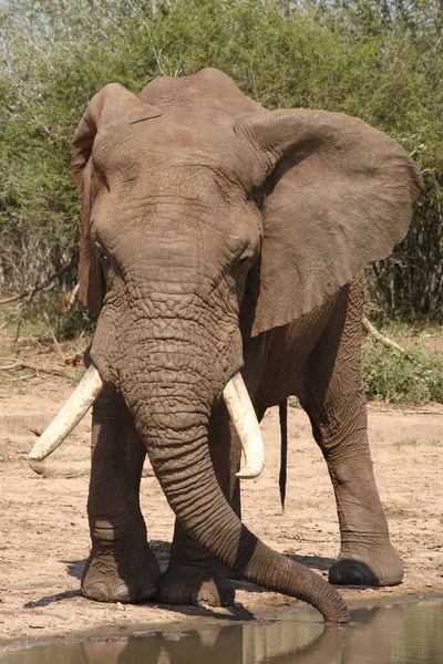 Afrikanischer Elefant African Elephant Loxodonta Africana — Photo