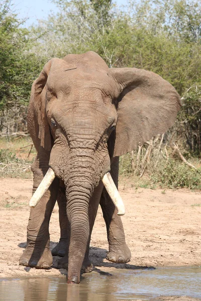 Afrikanischer Elefant African Elephant Loxodonta Africana — Stock Photo, Image