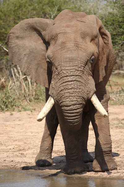 Африканский Слон Африканский Слон Loxodonta Africana — стоковое фото