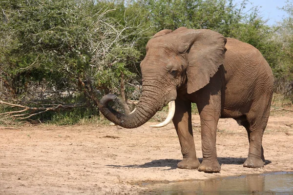 Afrikanischer Elefant African Elephant Loxodonta Africana — Stok fotoğraf