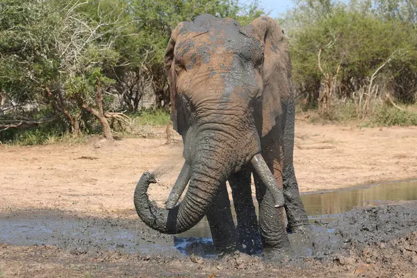 Afrikanischer Elefant African Elephant Loxodonta Africana — Stockfoto