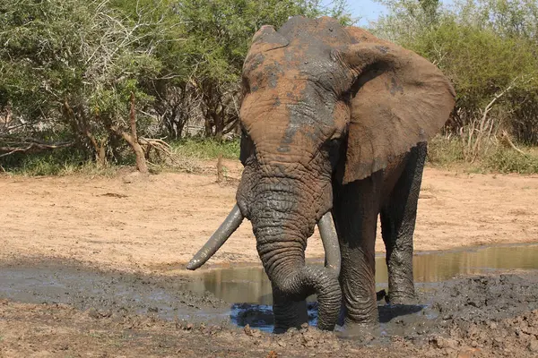 Afrikanischer Elefant African Elephant Loxodonta Africana — стокове фото