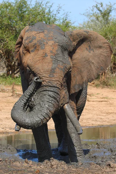 Afrikanischer Elefant African Elephant Loxodonta Africana — Stock Photo, Image