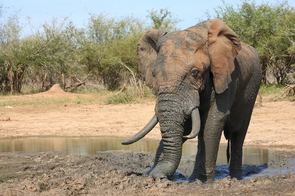 Afrikanischer Elefant African Elephant Loxodonta Africana — Stock Photo, Image