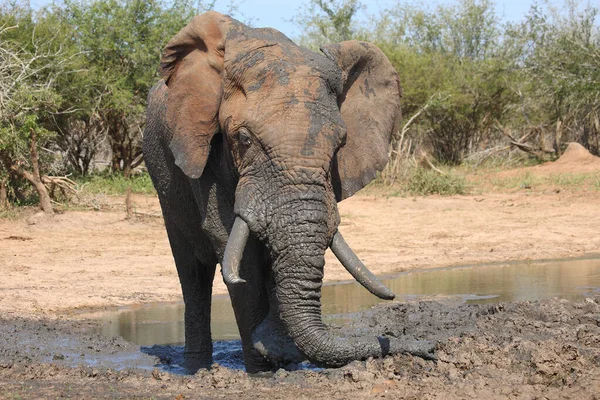 Afrikanischer Elefant African Elephant Loxodonta Africana — стокове фото