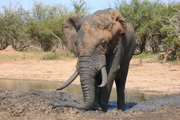 Afrikanischer Elefant African Elephant Loxodonta Africana — Stock Photo, Image