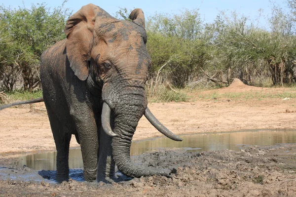 Afrikanischer Elefant African Elephant Loxodonta Africana — Stock Photo, Image