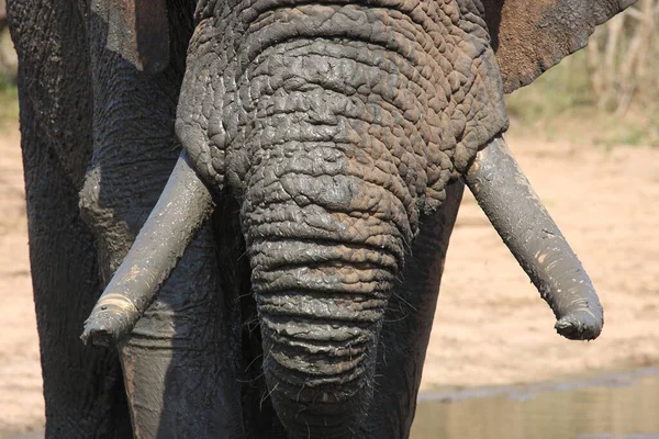 Африканский Слон Африканский Слон Loxodonta Africana — стоковое фото