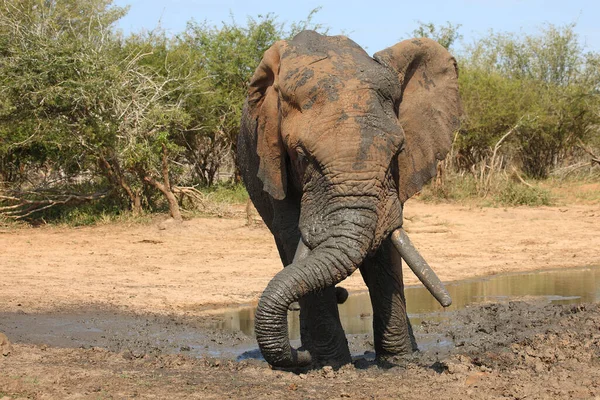 Afrikanischer Elefant African Elephant Loxodonta Africana — Photo