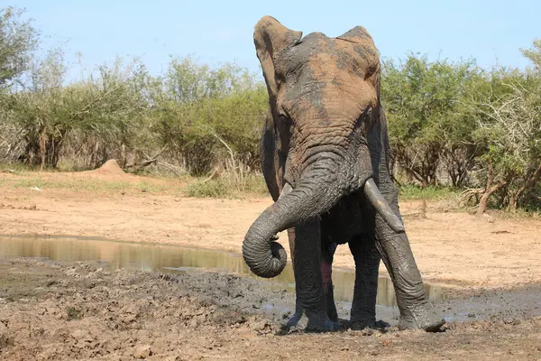 Африканский Слон Африканский Слон Loxodonta Africana — стоковое фото