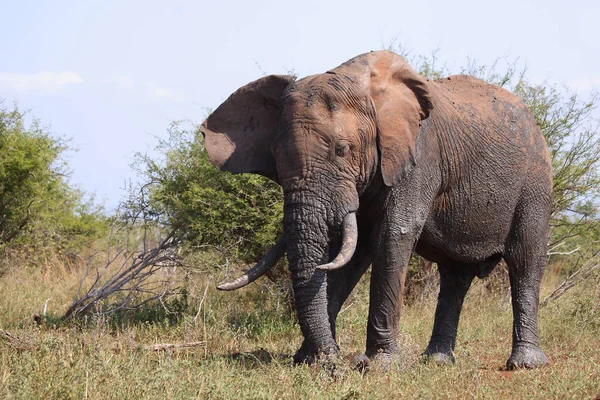 Afrikanischer Elefant African Elephant Loxodonta Africana — Foto de Stock