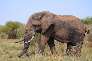 Afrikanischer Elefant / African elephant / Loxodonta africana