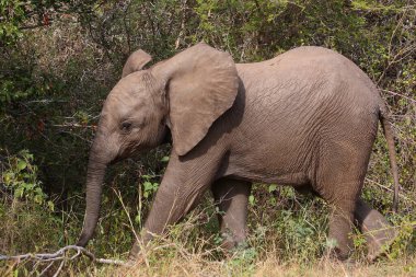 Afrikanischer Elefant / African elephant / Loxodonta africana