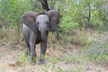 Afrikanischer Elefant / African elephant / Loxodonta africana