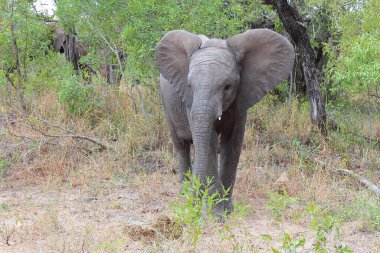 Afrikanischer Elefant / African elephant / Loxodonta africana