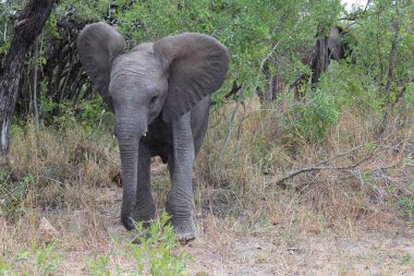 Afrikanischer Elefant / African elephant / Loxodonta africana