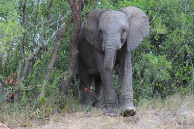 Afrikanischer Elefant / African elephant / Loxodonta africana