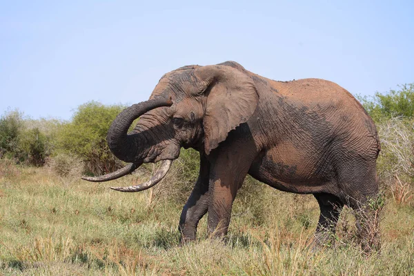 Afrikanischer Elefant Αφρικανικός Ελέφαντας Loxodonta Africana — Φωτογραφία Αρχείου