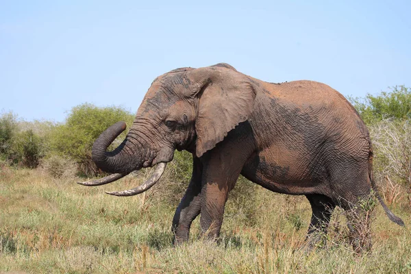 Afrikanischer Elefant Αφρικανικός Ελέφαντας Loxodonta Africana — Φωτογραφία Αρχείου