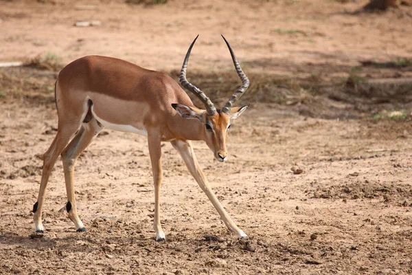 Schwarzfersenantilope Impala Aepyceros Melampus — Fotografia de Stock