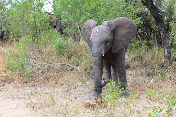 Afrikanischer Elefant / African elephant / Loxodonta africana