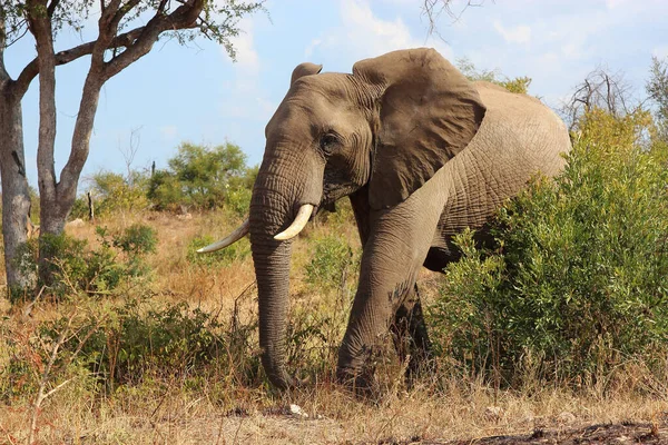 Afrikanischer Elefant African Elephant Loxodonta Africana — Stockfoto