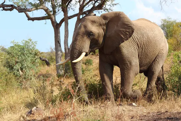 Afrikanischer Elefant Αφρικανικός Ελέφαντας Loxodonta Africana — Φωτογραφία Αρχείου