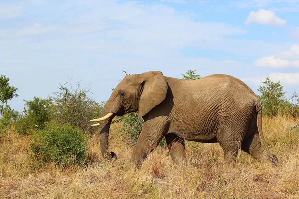 Африканский Слон Африканский Слон Loxodonta Africana — стоковое фото