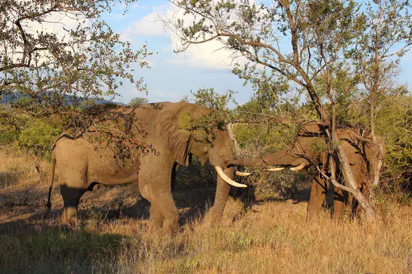 Afrikanischer Elefant African Elephant Loxodonta Africana — 스톡 사진