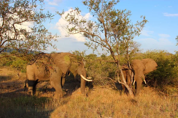 Afrikanischer Elefant African Elephant Loxodonta Africana — Stock Fotó