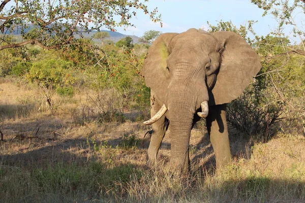 Afrikanischer Elefant African Elephant Loxodonta Africana — стокове фото