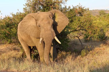 Afrikanischer Elefant / African elephant / Loxodonta africana