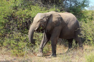 Afrikanischer Elefant / African elephant / Loxodonta africana