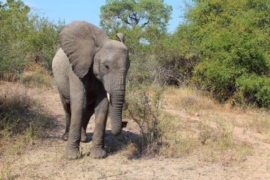 Afrikanischer Elefant / African elephant / Loxodonta africana