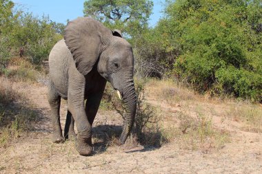 Afrikanischer Elefant / African elephant / Loxodonta africana