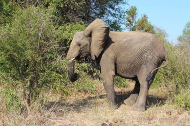 Afrikanischer Elefant / African elephant / Loxodonta africana