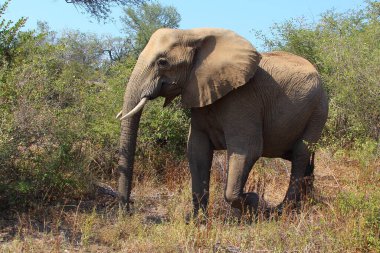 Afrikanischer Elefant / African elephant / Loxodonta africana