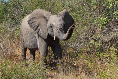 Afrikanischer Elefant / African elephant / Loxodonta africana
