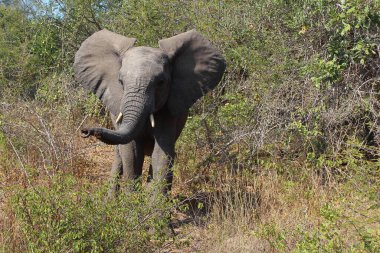 Afrikanischer Elefant / African elephant / Loxodonta africana