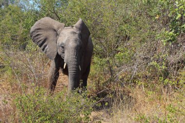 Afrikanischer Elefant / African elephant / Loxodonta africana