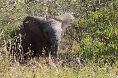 Afrikanischer Elefant / African elephant / Loxodonta africana