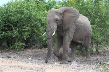 Afrikanischer Elefant / African elephant / Loxodonta africana