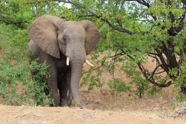 Afrikanischer Elefant / African elephant / Loxodonta africana
